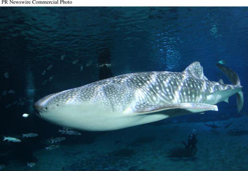 2 new whale sharks