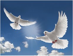 doves